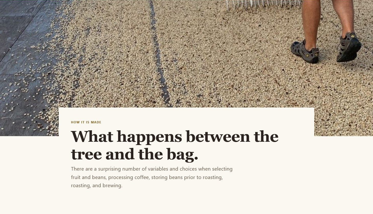 The new Bea's Knees Farm process page: coffee drying in the sun on a rake-lined deck above the heading What happens between the tree and the bag